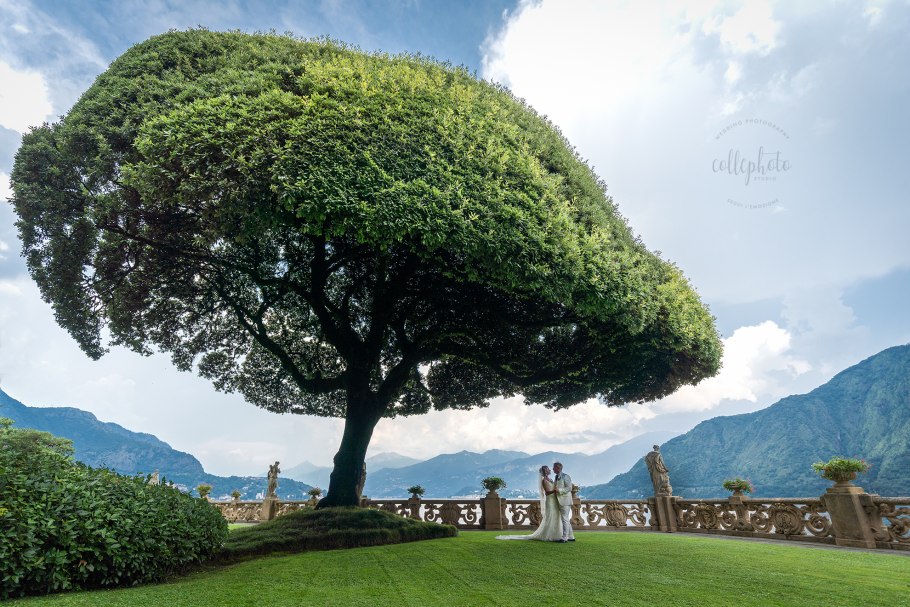 Дерево вилла Бальбианелло сорт