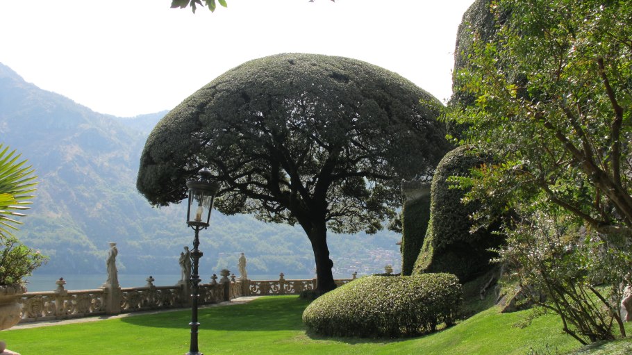 Дерево вилла Бальбианелло сорт