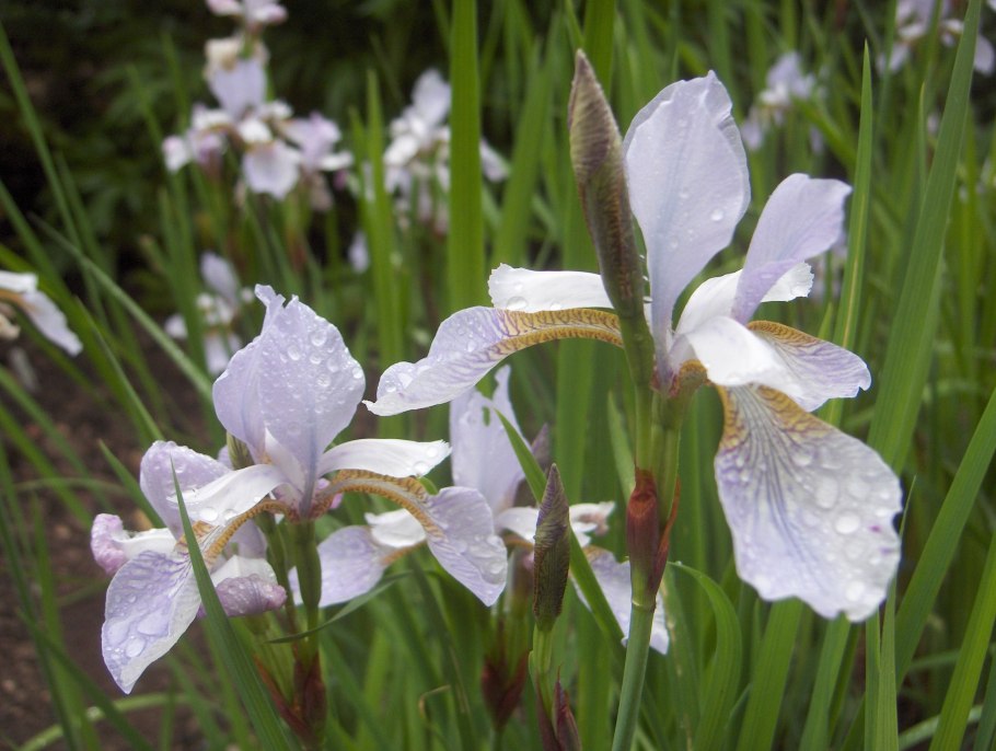 Ирис аировидный Альба