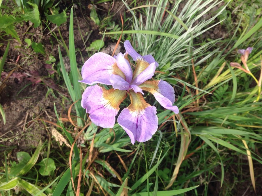 Ирис гладкий (с2)