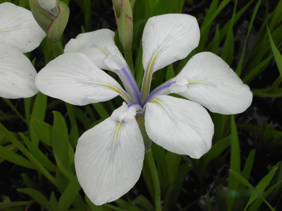 Ирис болотный Инглиш Вайт