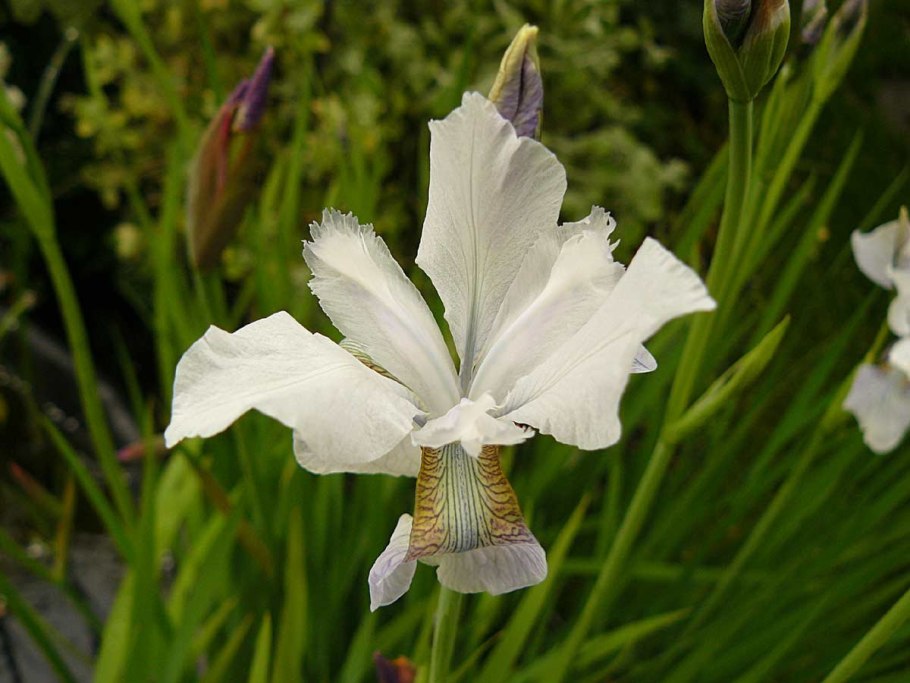 Ирис Сибирский Альба- Iris sibirica Alba.