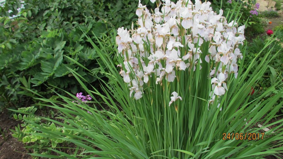 Ирис Сибирский Альба- Iris sibirica Alba.