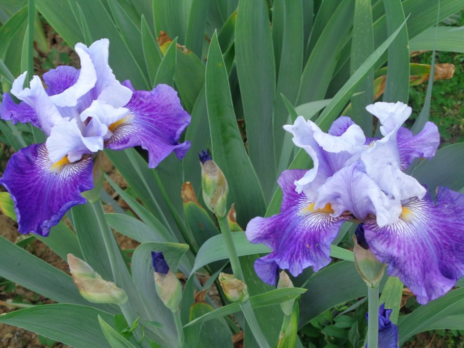 Ирис Roanokes choice