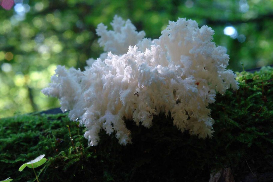 Гриб ежевик коралловидный