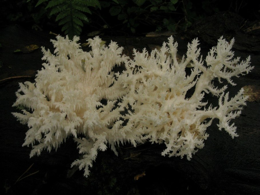 Грибное царство ежовик гребенчатый