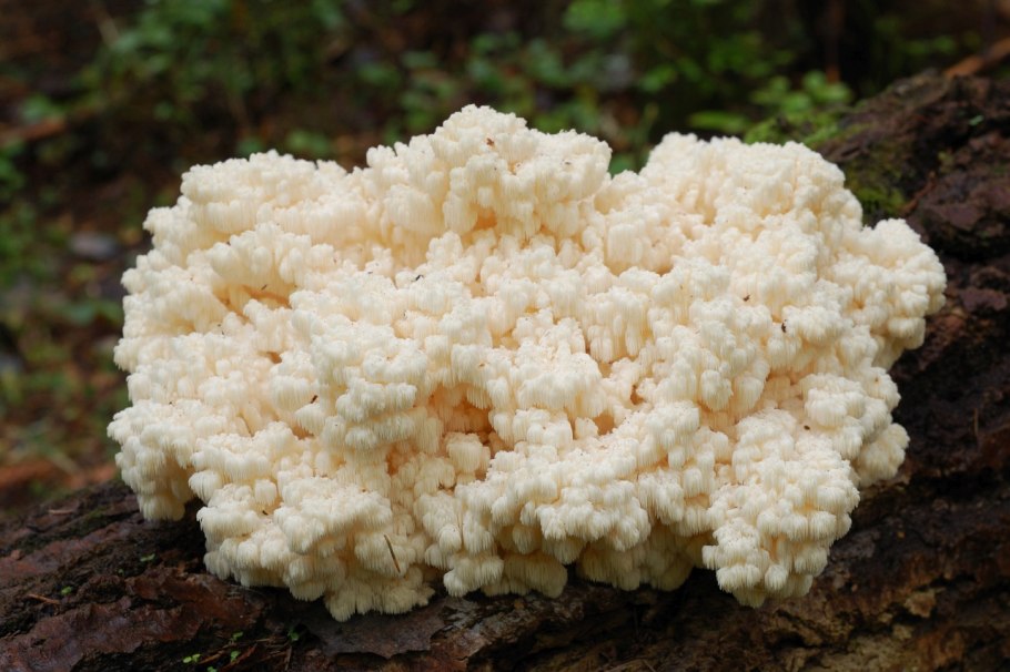 Поппом коралловидный