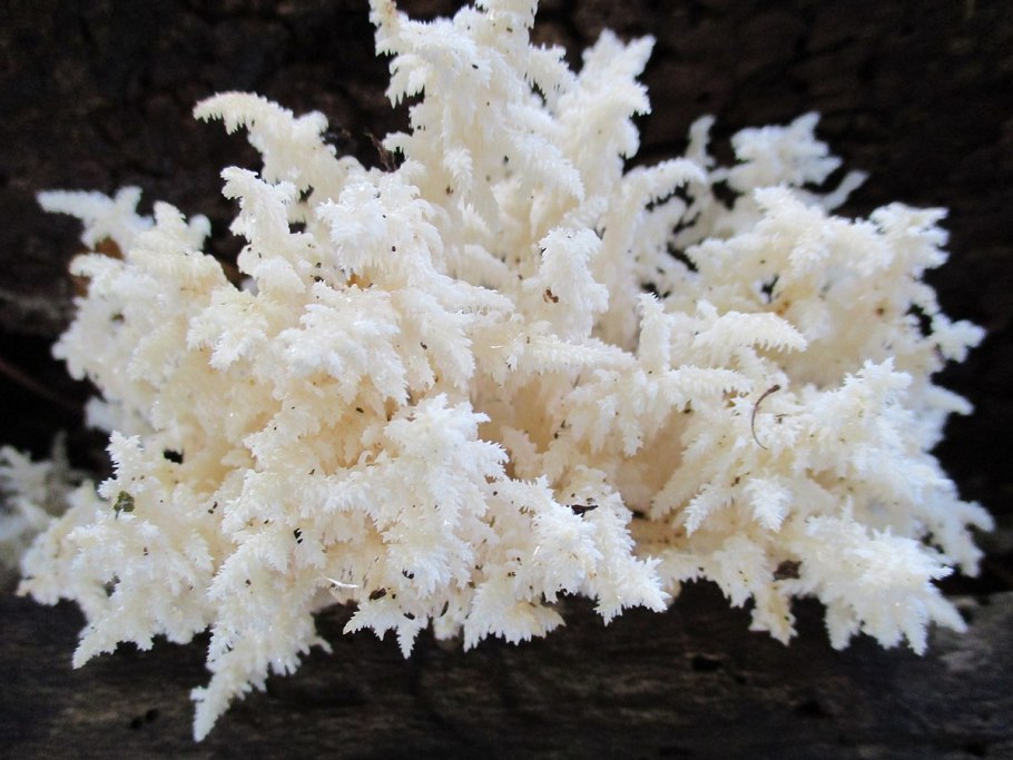 Ежовик коралловидный