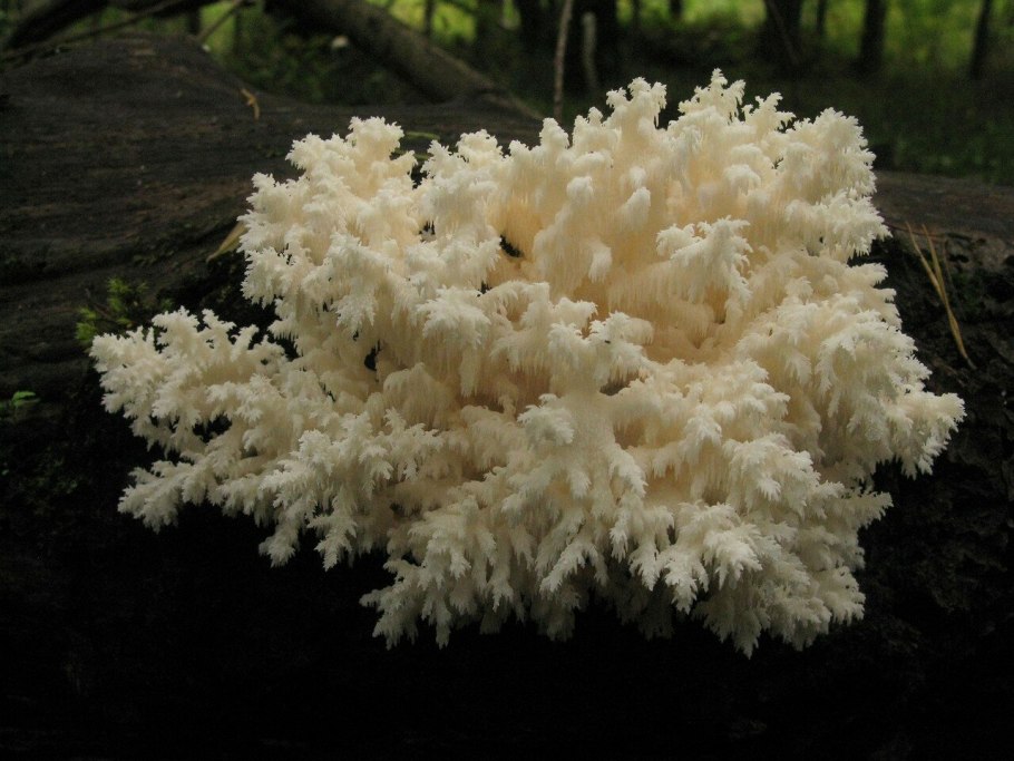 Ежевик коралловидный Дальневосточный