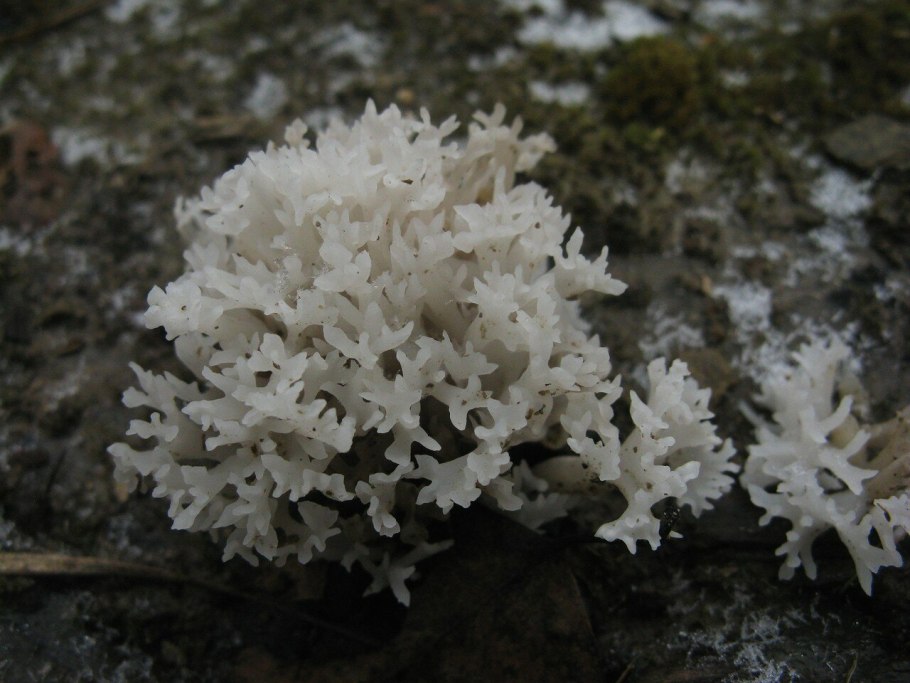 Ежевик коралловидный желтый