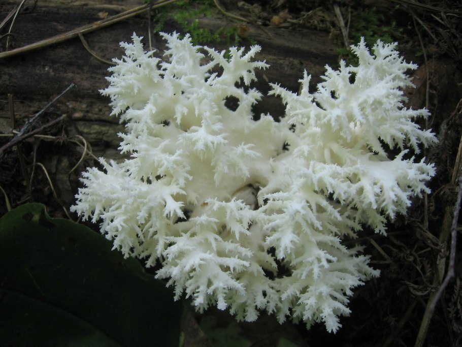 Грибная лапша гериций ежовикый