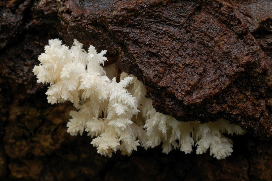 Ежовики коралловидные