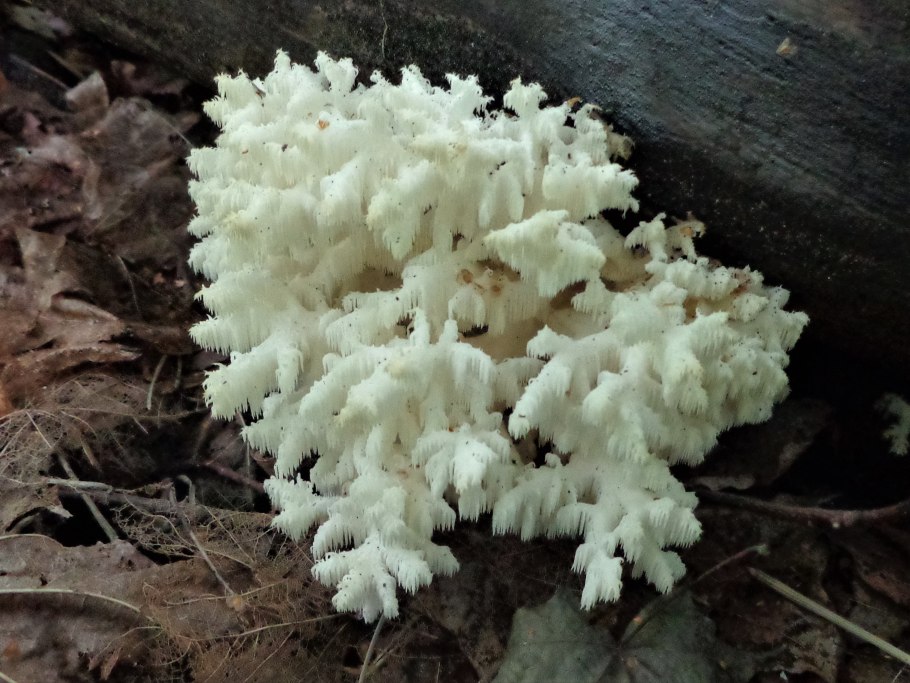 Гериций коралловидный ежовик коралловидный