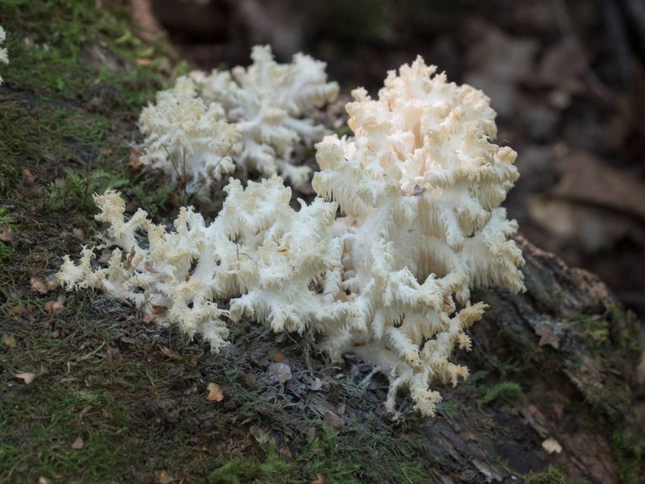 Греческая диета