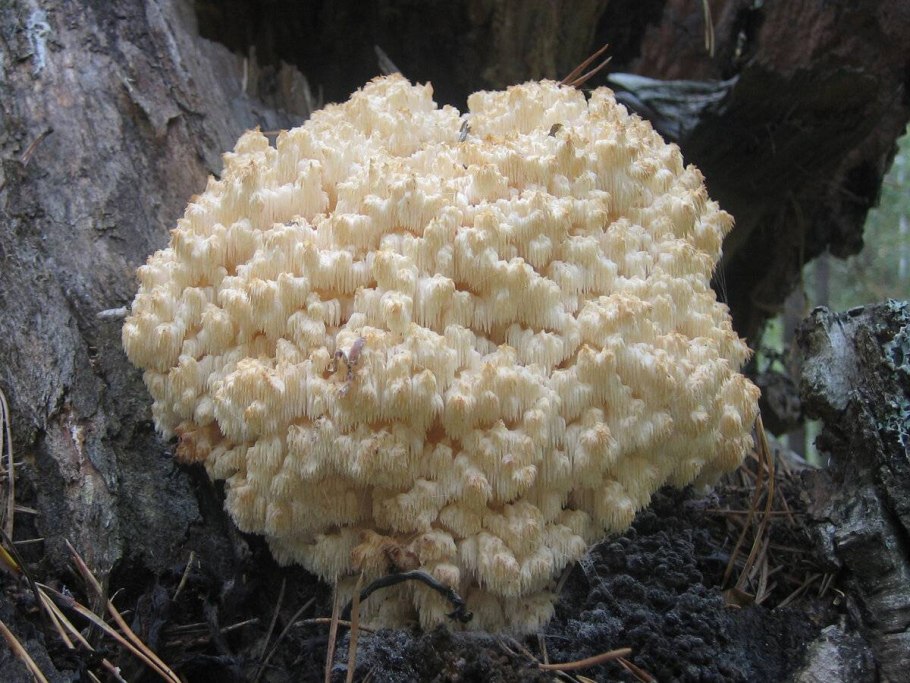 Ежовик коралловидный-гериций.