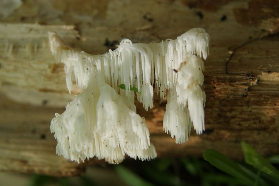 Минерал Беломор ежовик