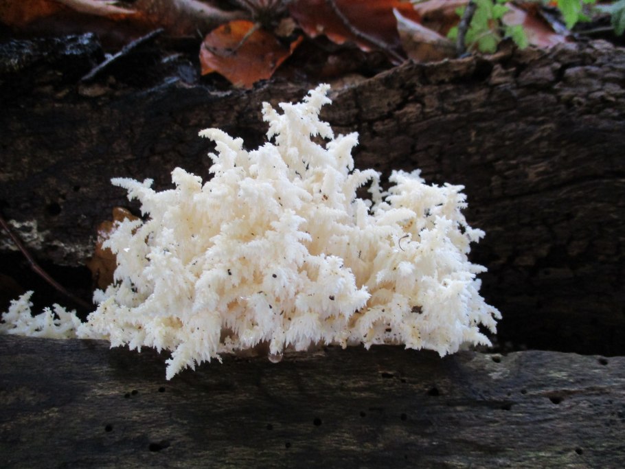 Ежовик коралловый