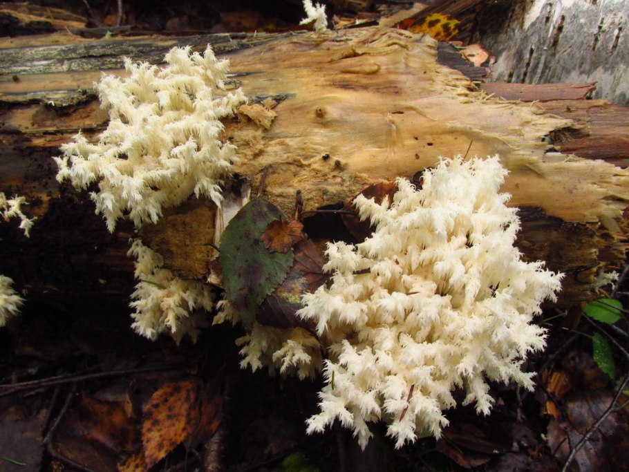 Коралловидные грибы белые