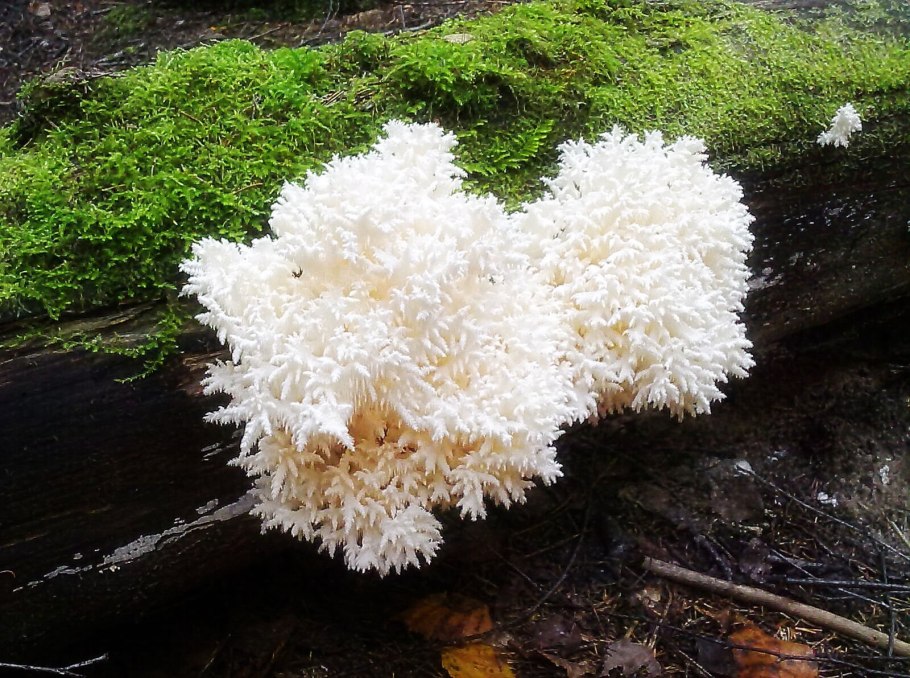 Ежовик коралловидный-гериций.