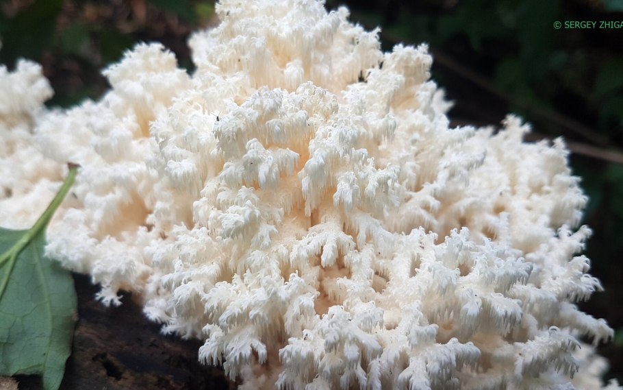 Ежовик коралловидный-гериций.