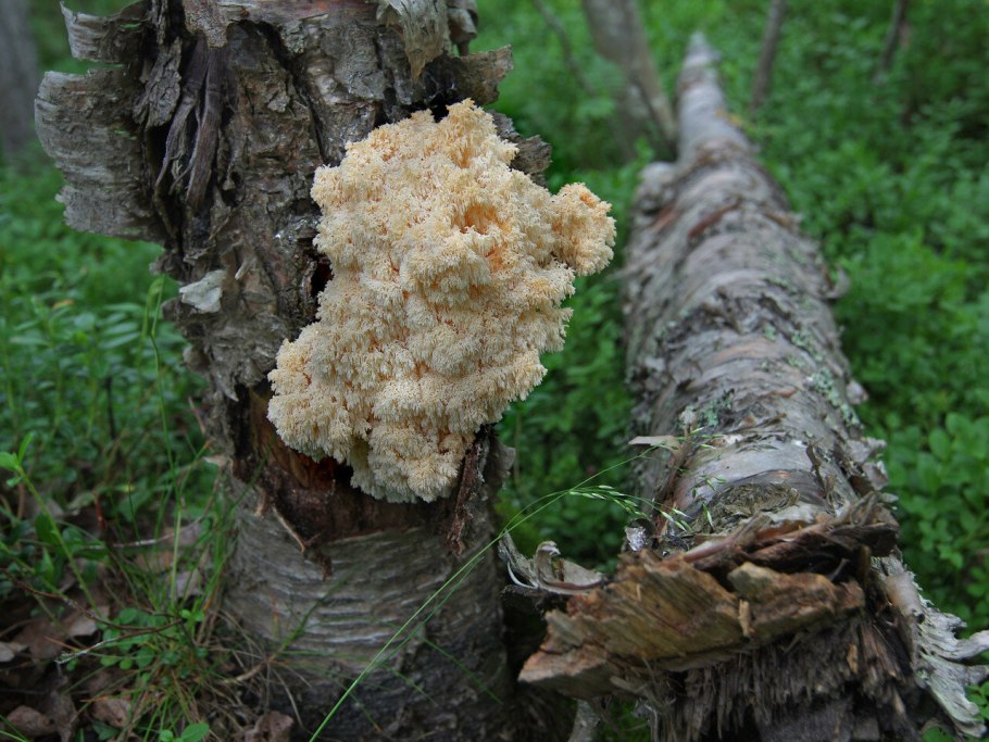 Ежовик коралловидный