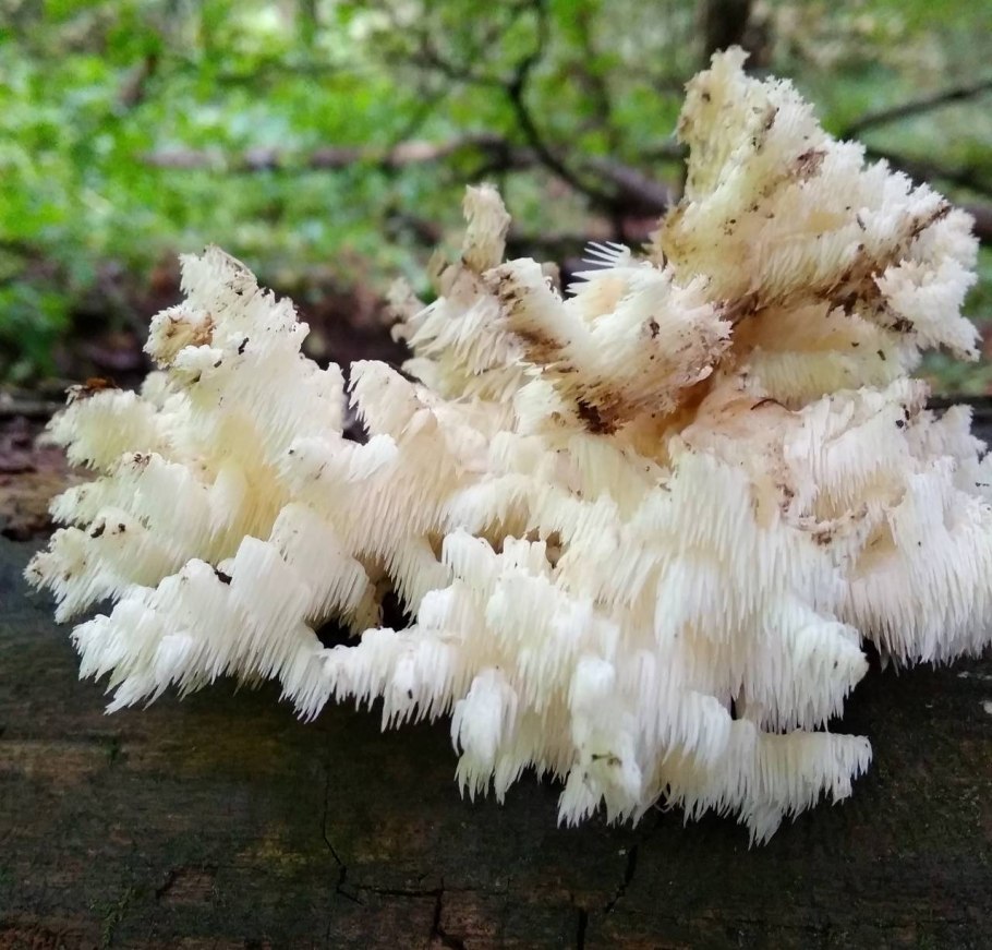 Ежовик коралловидный