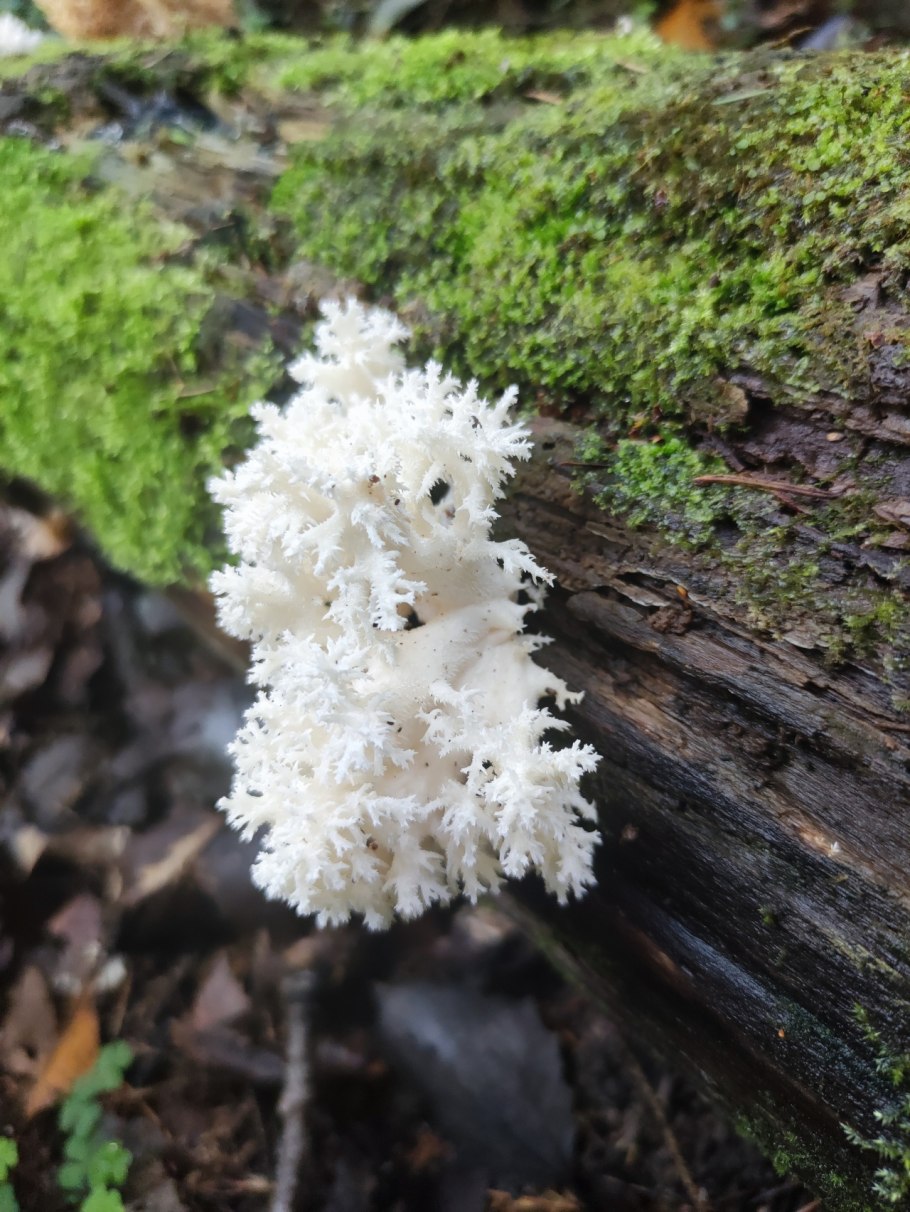 Фунготерапия ежовик