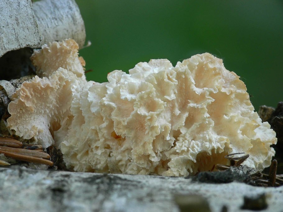 Кето диета ужин