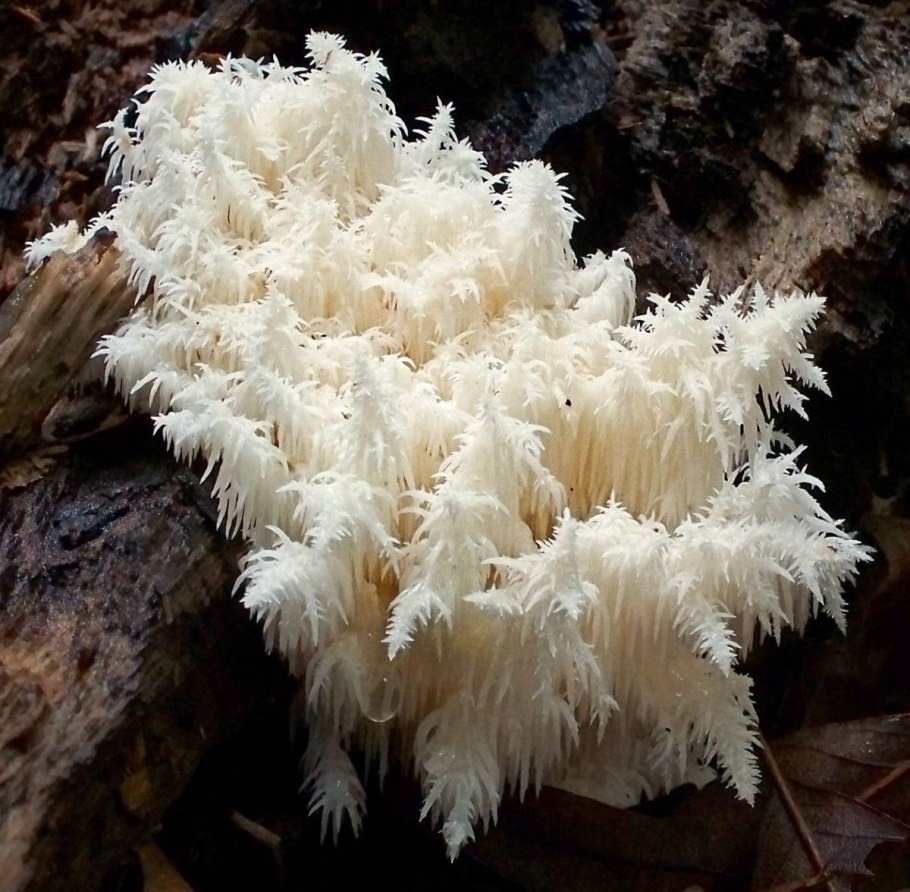 Ежовик Альпийский Hericium