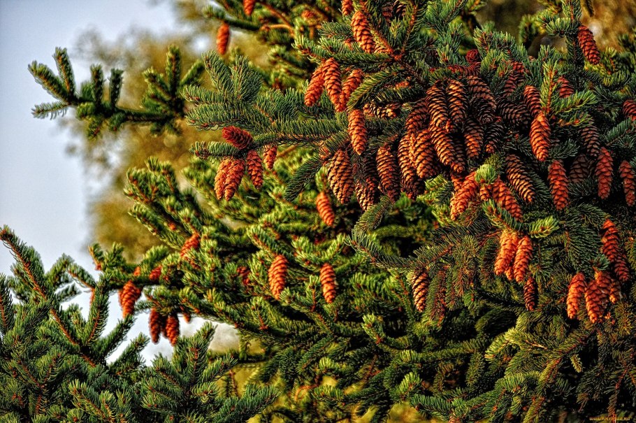 Ель черная Picea Mariana