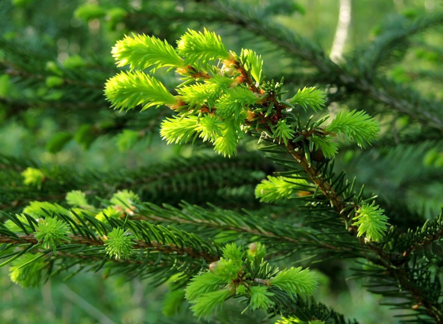 Елка Лесная