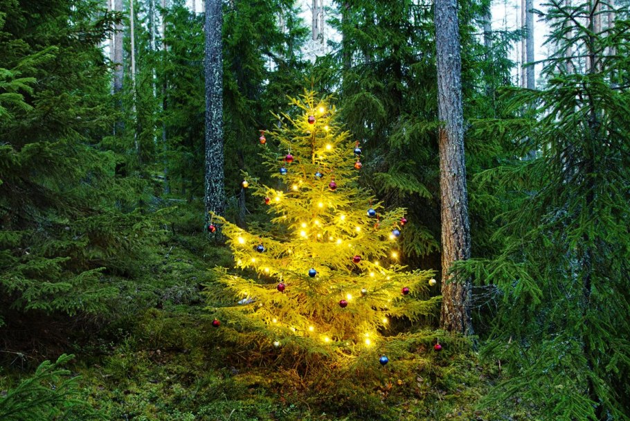 Лес пихта кедр