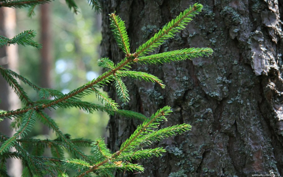 Новогодняя пихта Нордмана