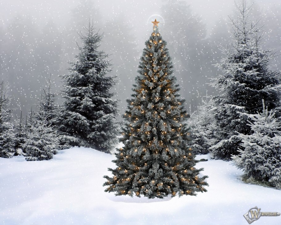 Eльник лапник