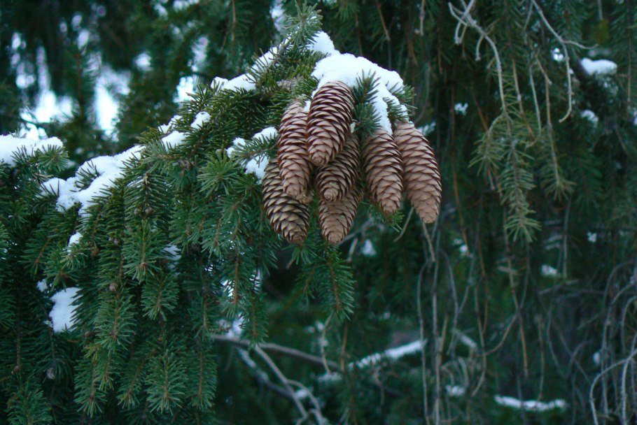 Елка Хвойная хвоинки