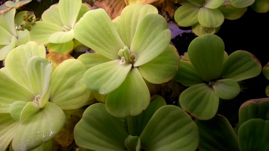 Корней африканского растения пистия