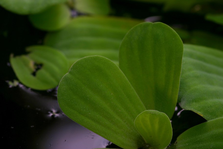 9. Пистия телорезовидная Pistia Stratiotes