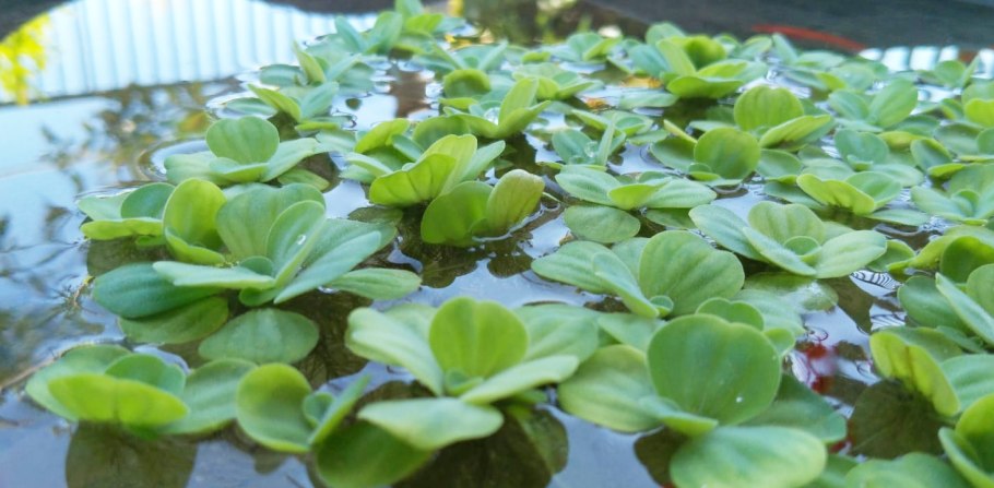 Пистия на подоконнике