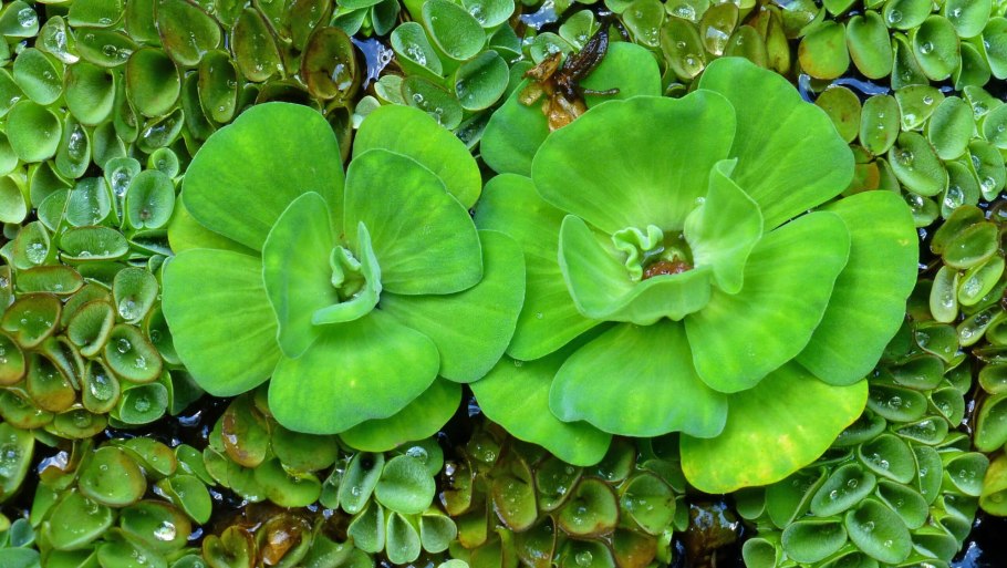Pistia Stratiotes