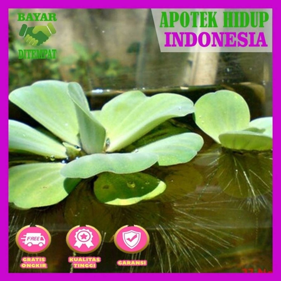 Верхоплавка пистия