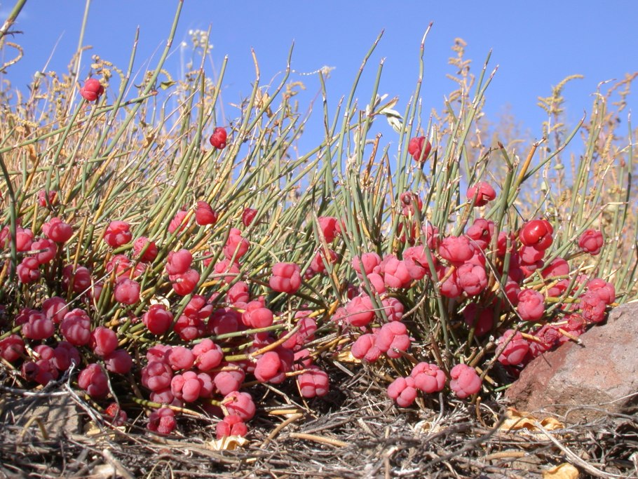 Хвойник Даурский (Ephedra dahurica)