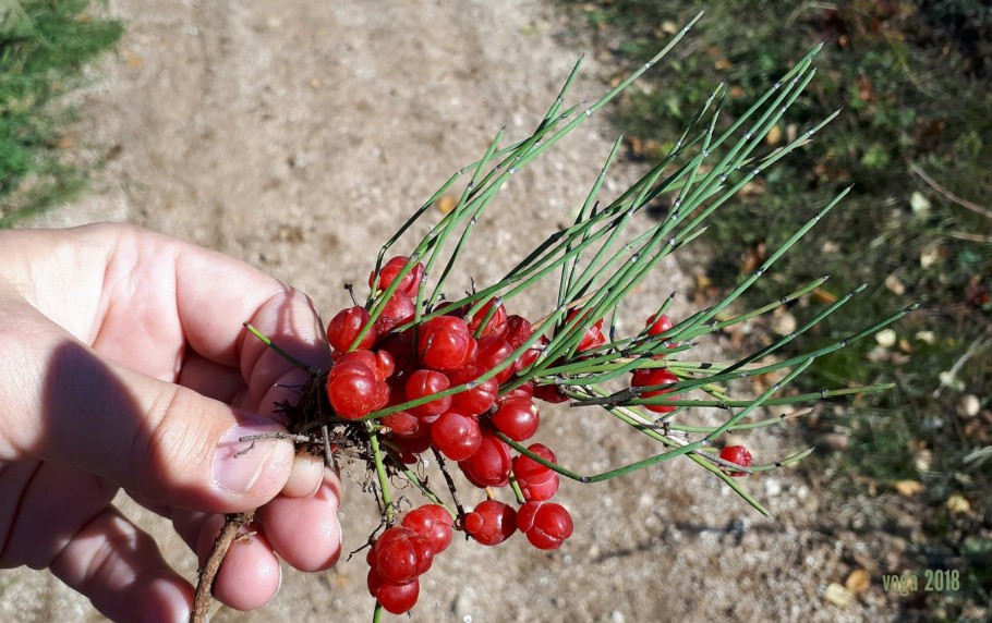 Эфедра (хвойник) двуколосковая