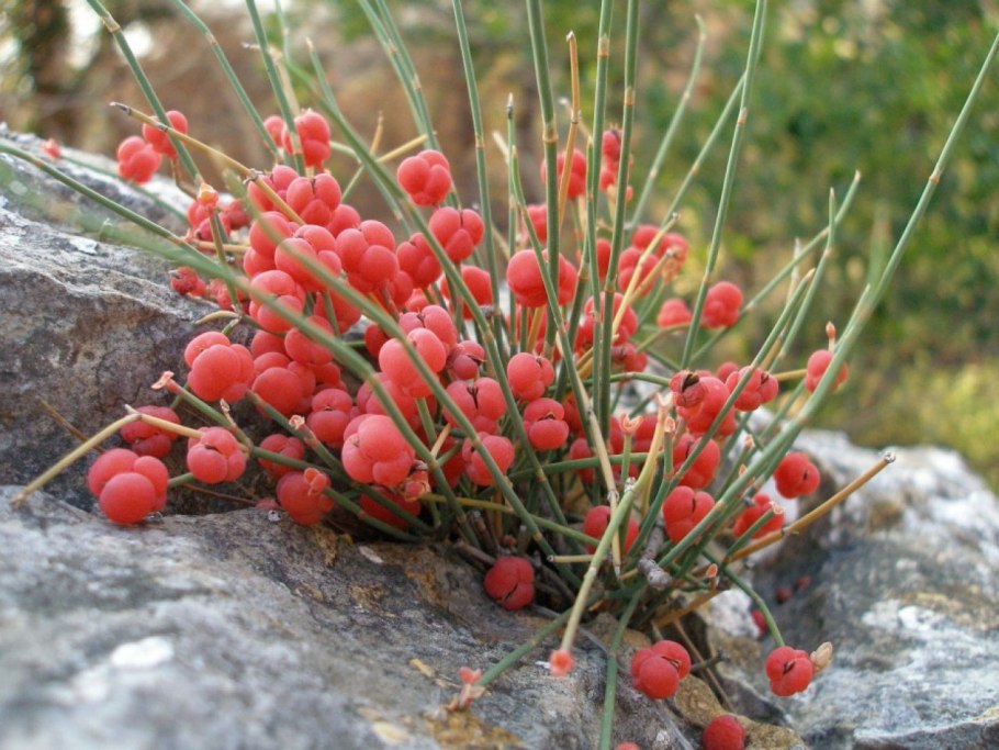 Эфедра (растение рода Ephedra l)