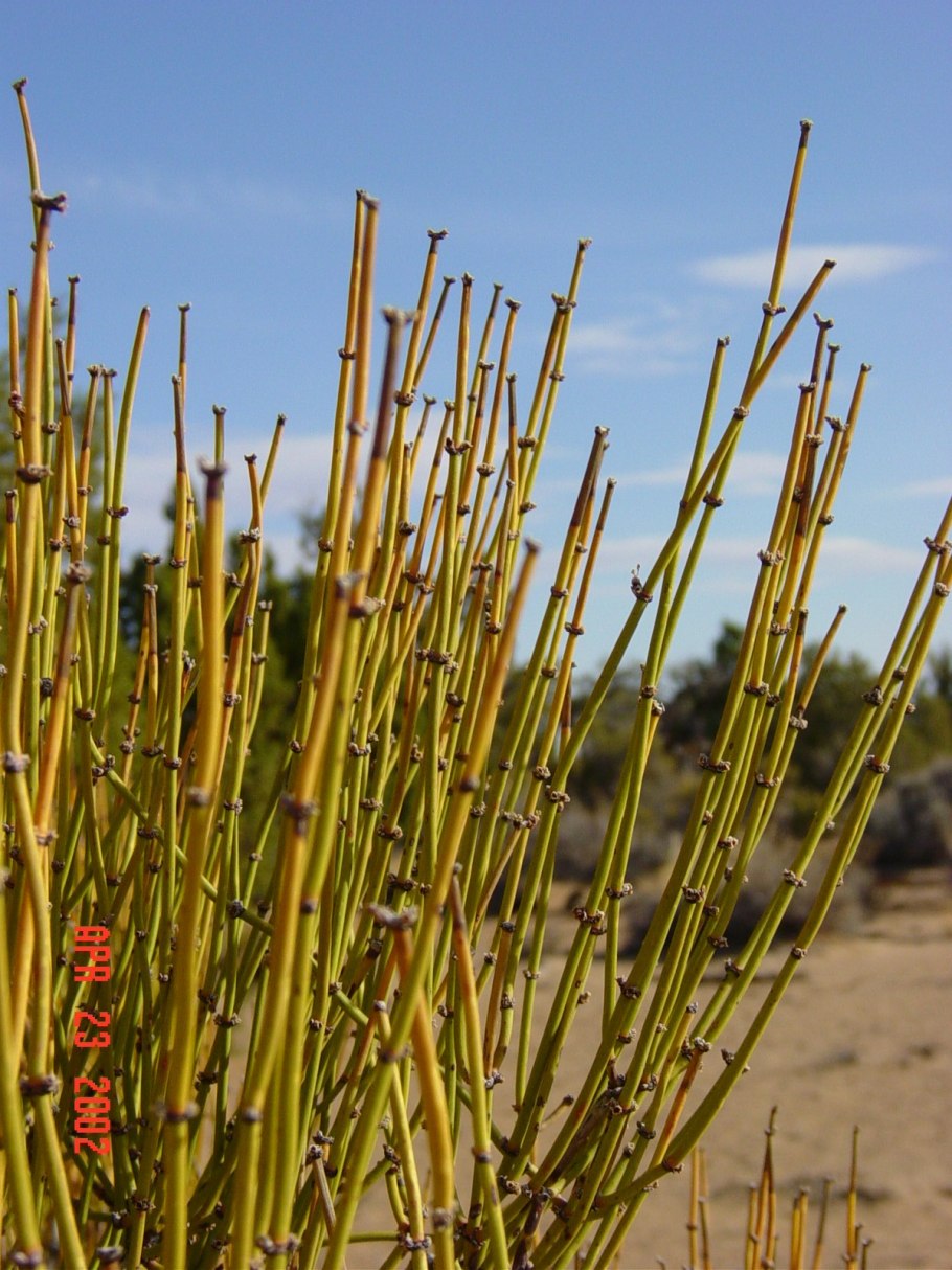 Хвойник двухколосковый