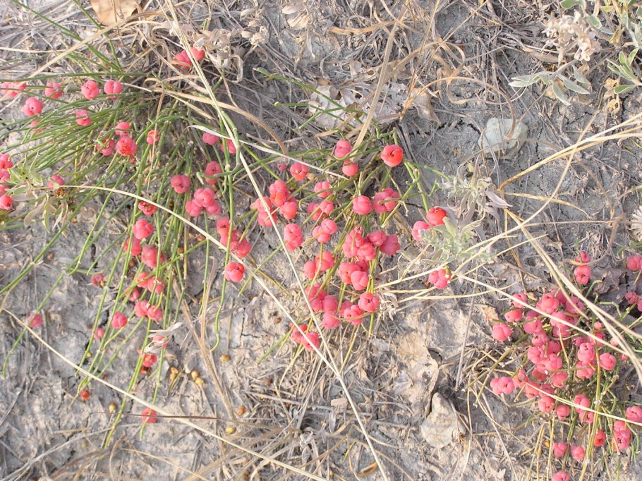 Эфедра пустынная