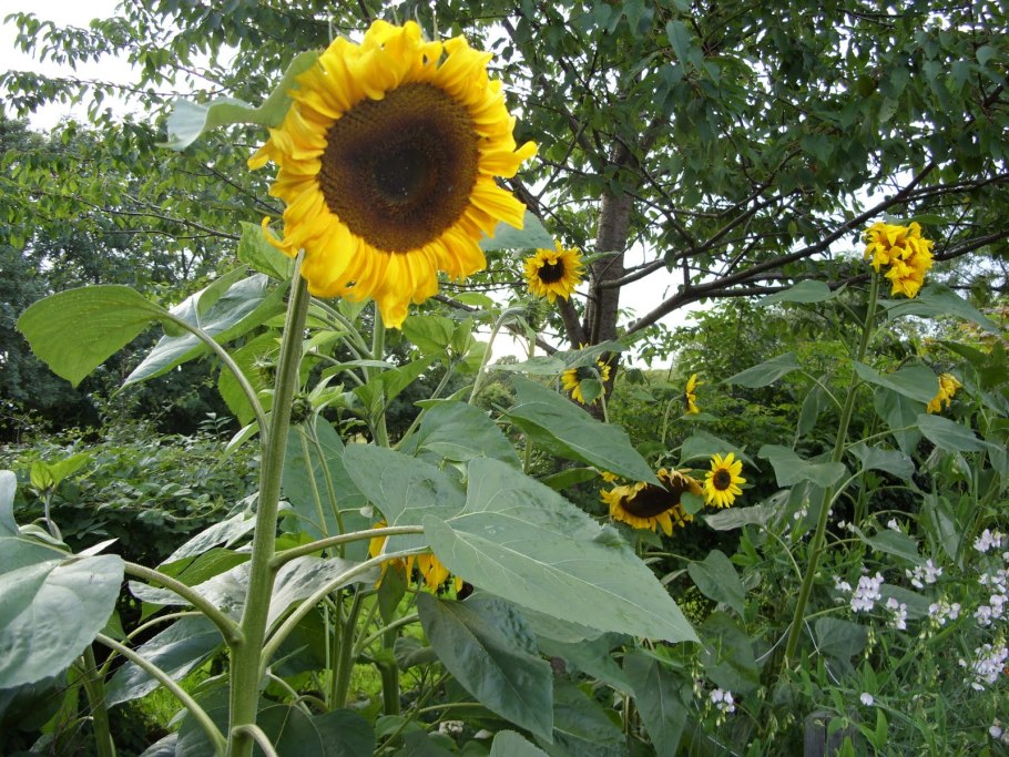 Тристан Мерфи гигантский подсолнух