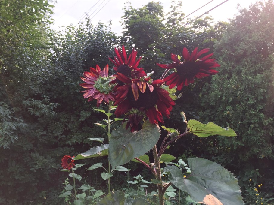 Подсолнечник бархатный Король