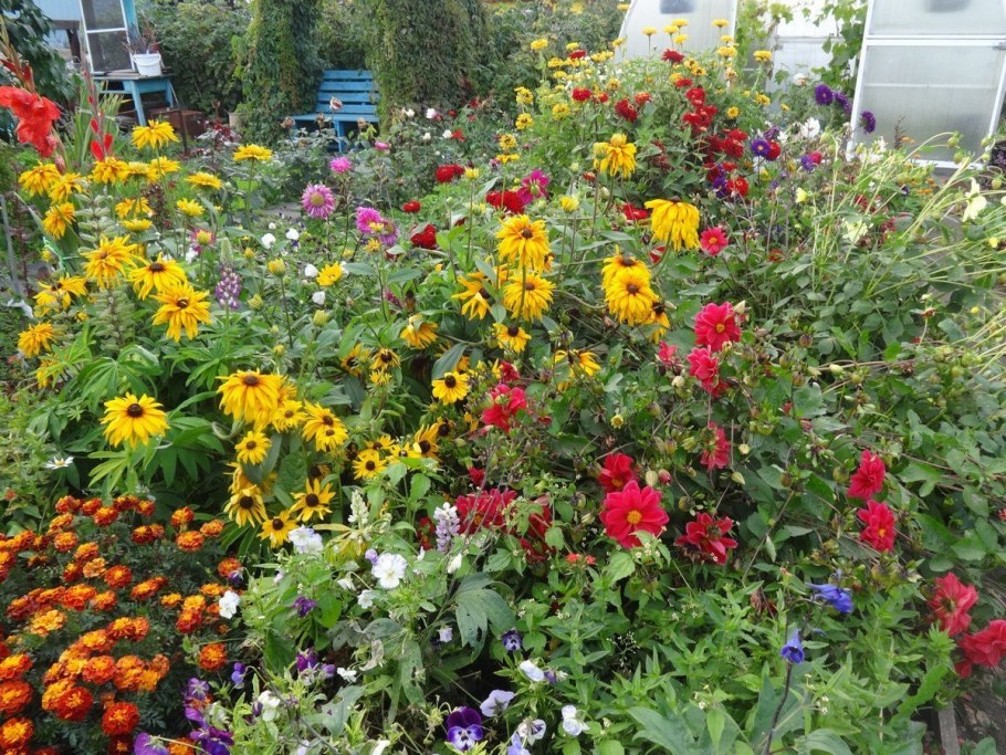 Рудбекия фото на клумбе на даче фото