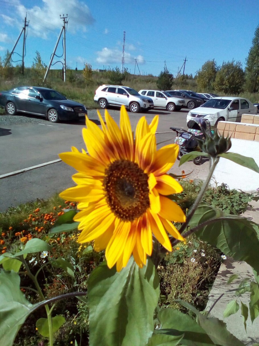 Подсолнечник Дон Жуан
