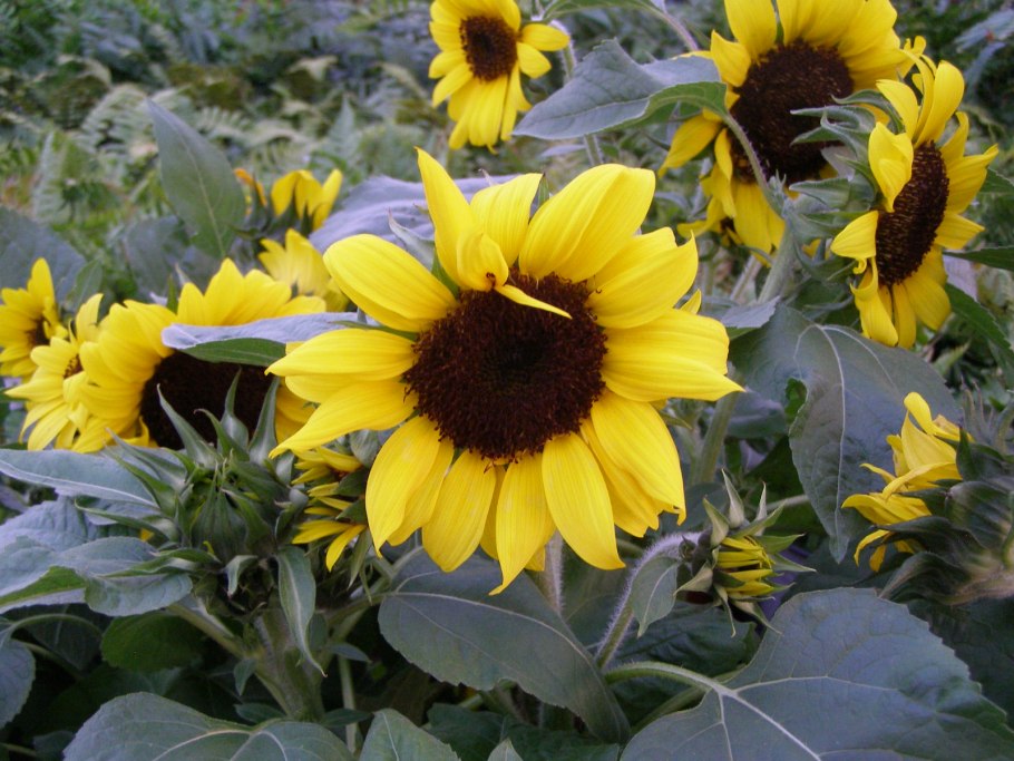 Подсолнух сорт Pacino